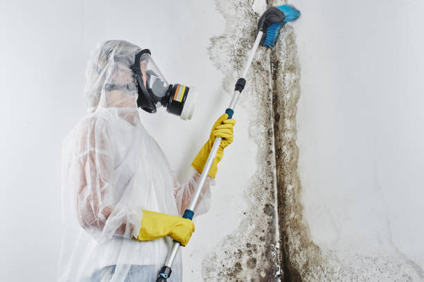 Professional Mold Removal in Macon, GA