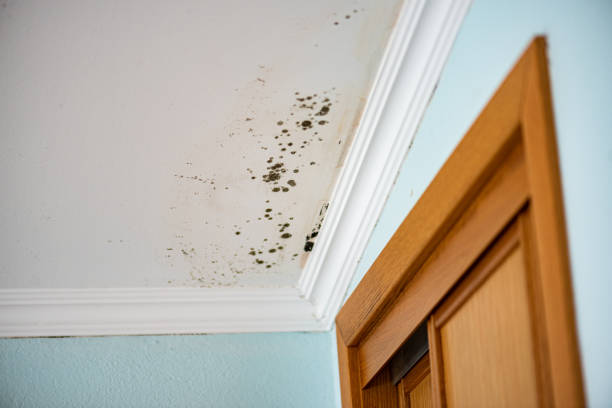 Home Mold Removal in Macon, GA