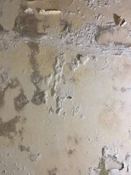 Best Emergency Mold Removal  in Macon, GA